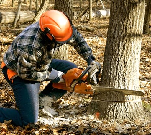 Tree Removal in Moscow, AR